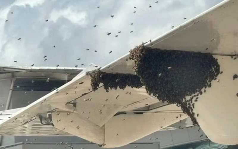 Uma equipe de bombeiros civis foi acionada para retirar o enxame de abelhas - Reprodução/Redes Sociais