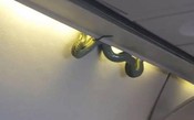 Cobra cai do bagageiro durante voo e surpreende passageiros no México